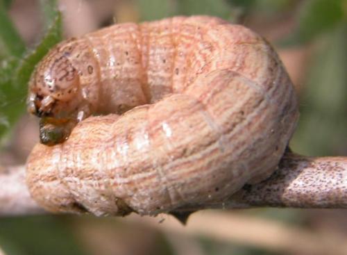 Réf. 10 328 : Mythimna sp.