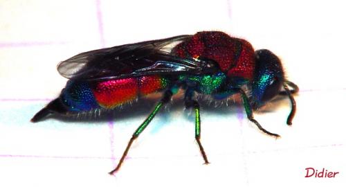 Chrysis sp.