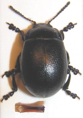 Réf. 10 541 : Chrysolina platypoda