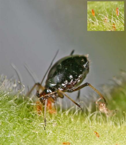 Aphidoletes aphidimyza
