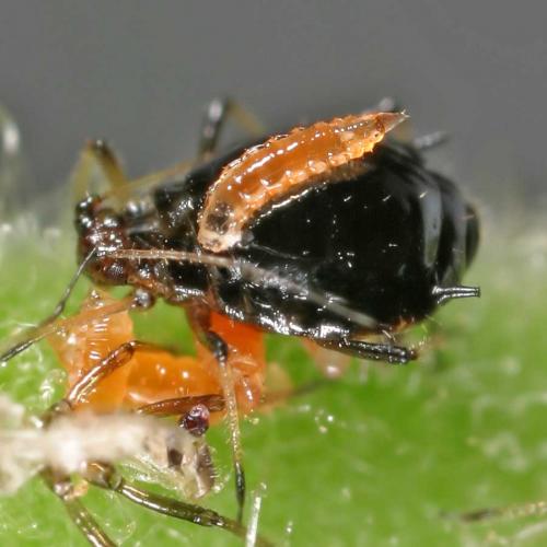 Aphidoletes aphidimyza