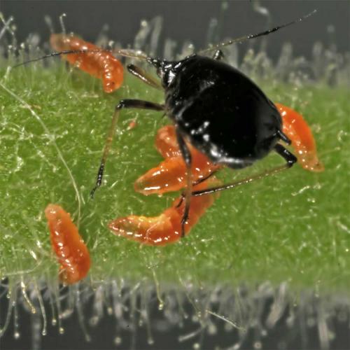 Aphidoletes aphidimyza