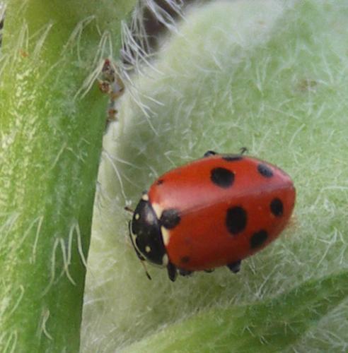 Hippodamia variegata