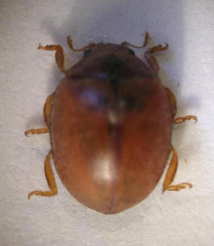 Subcoccinella vigintiquatuorpunctata