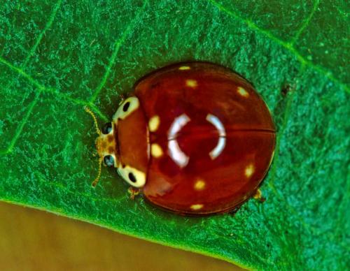 Cirocolla conspicillata