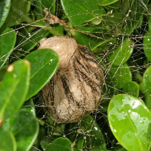 Réf. 10 366 : Argiope bruennichi
