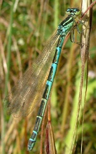 Coenagrion sp.