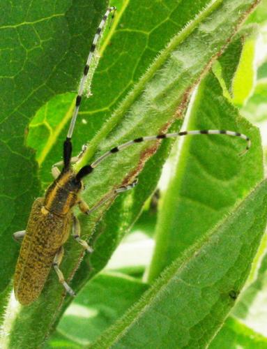 Agapanthia villosoviridescens