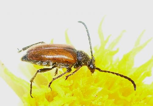 Réf. 10 370 : Pseudovadonia livida