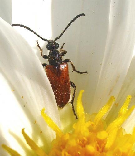 Réf. 10 372 : Pseudovadonia livida