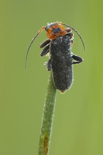 Cantharis rustica