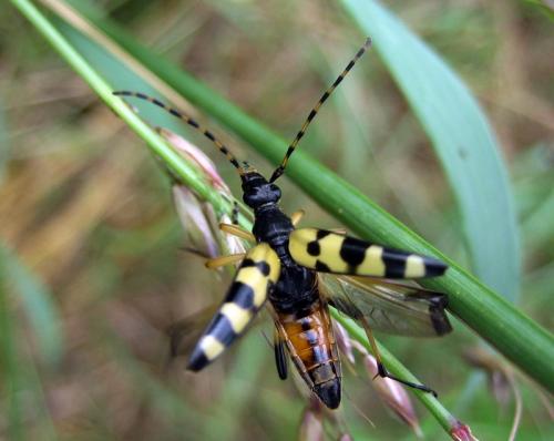 Réf. 10 579 : Rutpela maculata