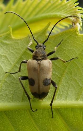 Réf. 10 225 : Pachytodes cerambyciformis