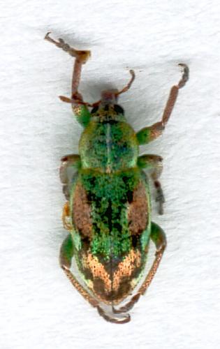 Réf. 10 118 : Coniatus tamarisci