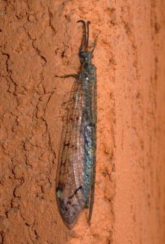 Réf. 10 197 : Distoleon tetragrammicus