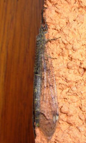 Distoleon tetragrammicus