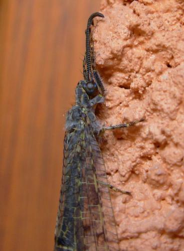 Réf. 10 200 : Distoleon tetragrammicus