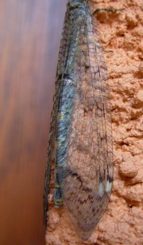Réf. 10 201 : Distoleon tetragrammicus