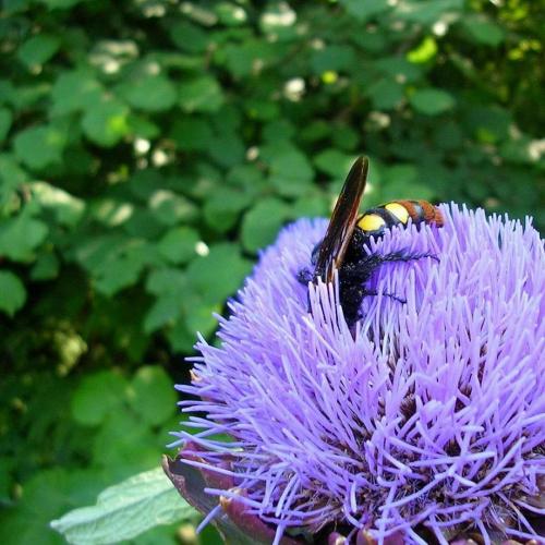 Réf. 10 786 : Megascolia maculata maculata