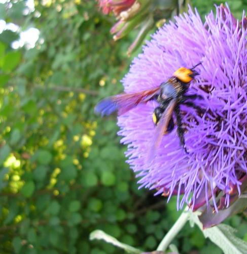 Megascolia maculata maculata