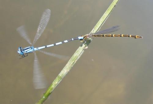 Enallagma cyathigerum