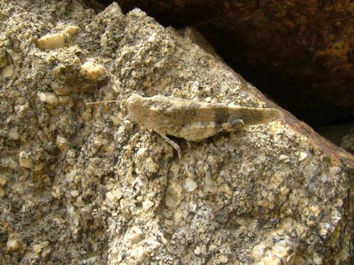 Réf. 10 988 : Oedipoda germanica germanica