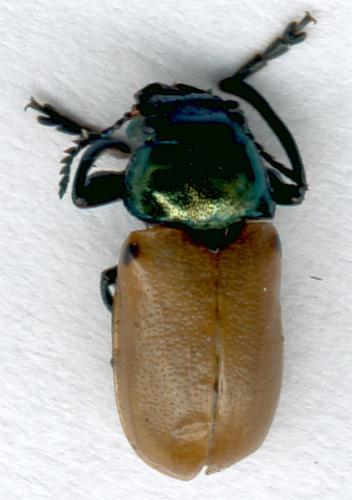 Réf. 10 155 : Labidostomis sp.