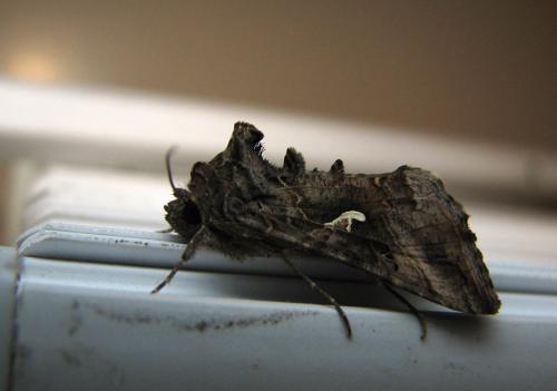 Autographa gamma