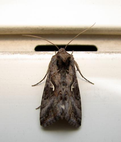 Autographa gamma