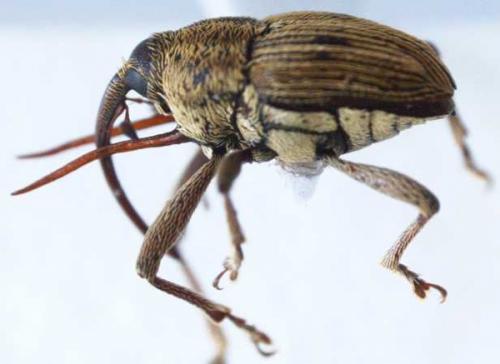 Parisoschoenus sp.
