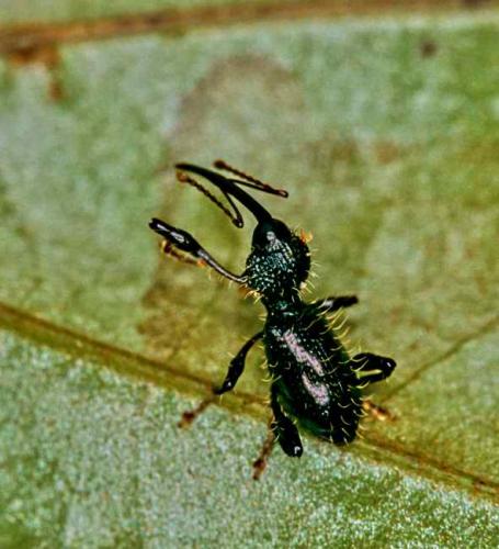 Erodiscus sp.