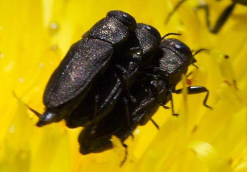 Anthaxia godeti