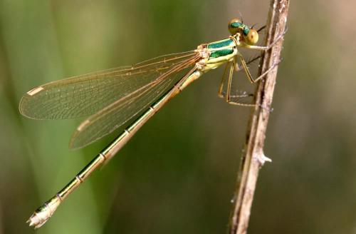 Lestes barbarus