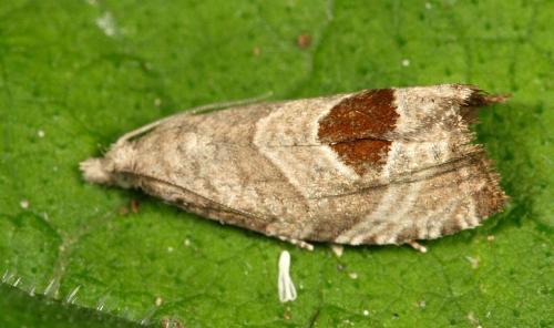 Réf. 10 432 : Notocelia uddmanniana