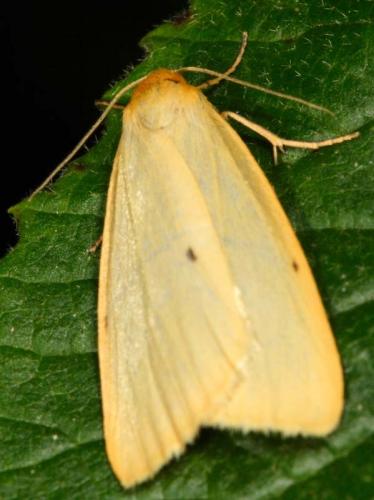 Cybosia mesomella