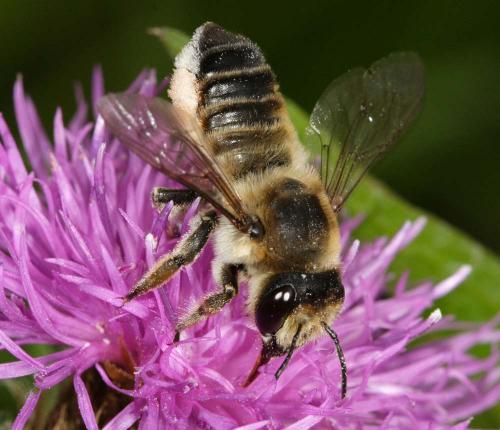 Megachile lagopoda