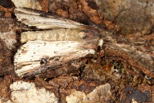 Réf. 10 884 : Axylia putris