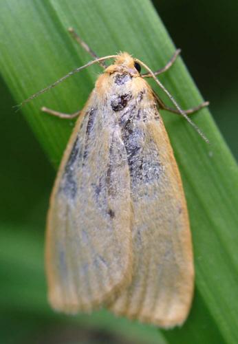 Cybosia mesomella
