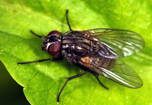 Réf. 10 588 : Mydaea sp.