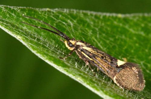 Esperia sulphurella