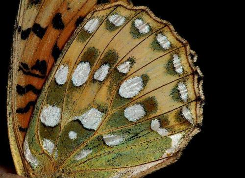 Réf. 10 397 : Argynnis aglaja
