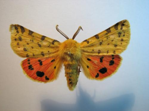 Réf. 10 565 : Rhyparia purpurata