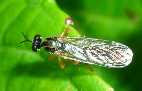 Dioctria sp.