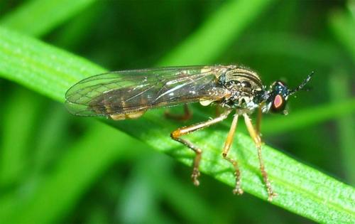 Réf. 10 375 : Dioctria sp.