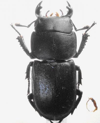 Réf. 10 404 : Dorcus parallelipipedus