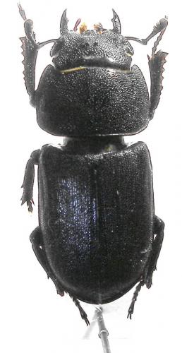 Réf. 10 405 : Dorcus parallelipipedus