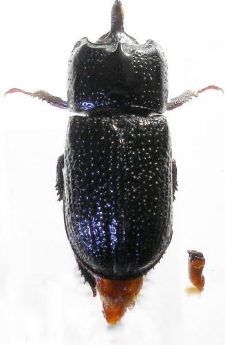 Réf. 10 407 : Sinodendron cylindricum