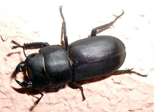 Réf. 10 362 : Dorcus parallelipipedus