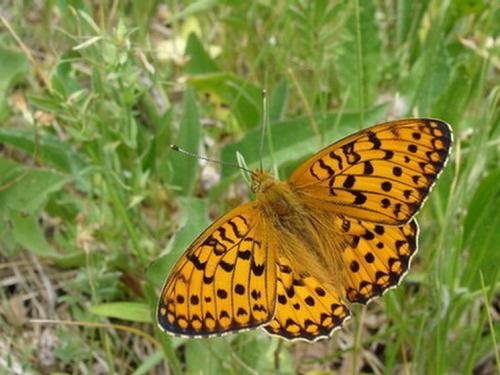 Argynnis aglaja
