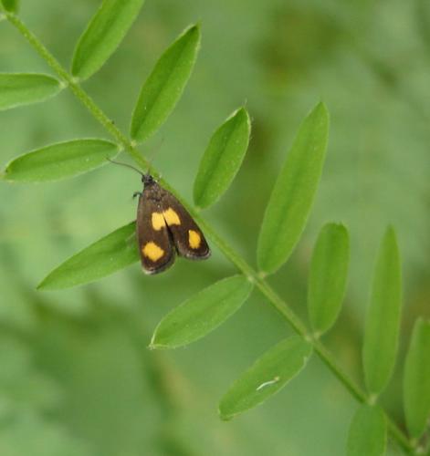 Pammene aurana